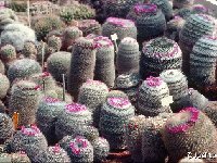 - Mammillaria mix - collection Louis Blanc ©JL.jpg